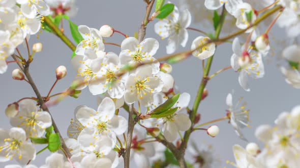 Cherry Branches with Blooming Flowers Time Lapse Zoom In