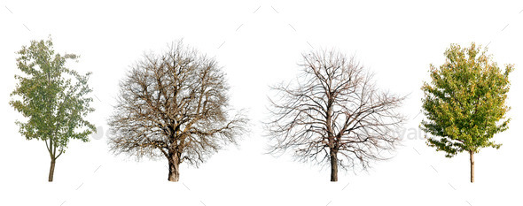 trees isolated - Stock Photo - Images