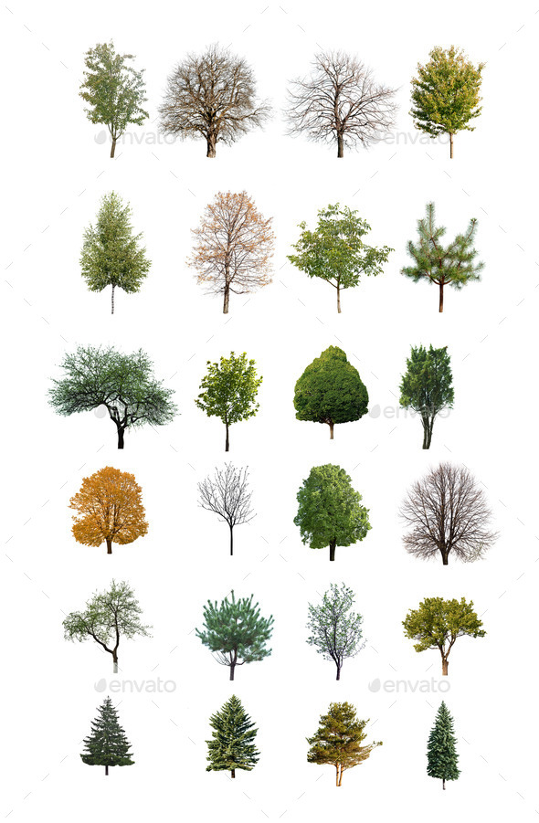 trees are isolated - Stock Photo - Images