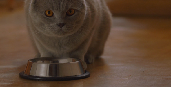 Cat Eating Food In Metal Bowl