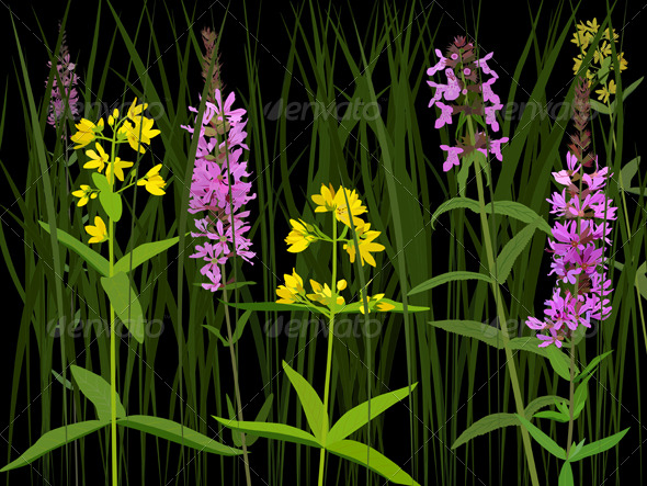 Meadow herbs - Flowers & Plants Nature