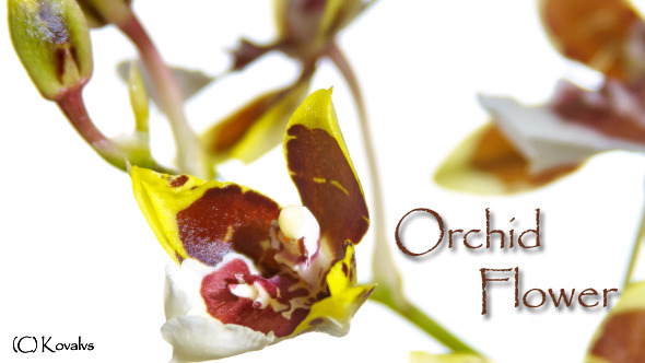 Opening Orchid Flower 