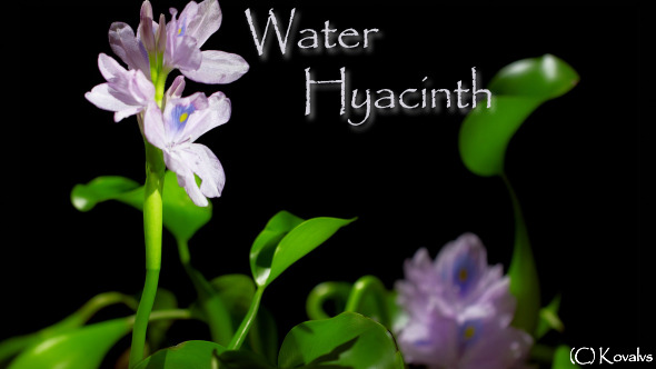 Water Hyacinth Timelapse