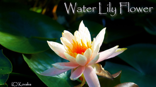 Water Lily Flower 