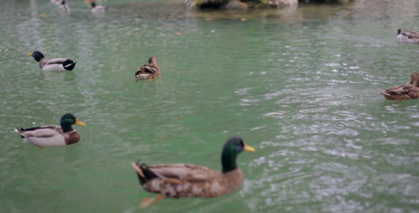 Ducks On The Pond