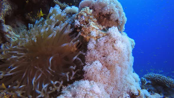 Underwater Soft Corals and Clownfish alt