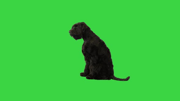Giant Schnauzer Sitting and Looking Around on a Green Screen Chroma Key