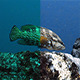 22 UnderWater presets  - VideoHive Item for Sale