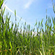 Green Wheat Green Wheat - VideoHive Item for Sale