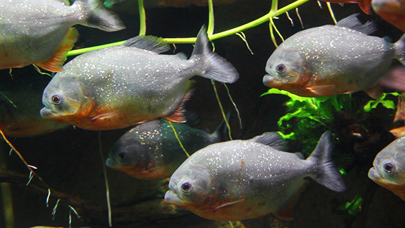 Piranhas Fish Underwater alt