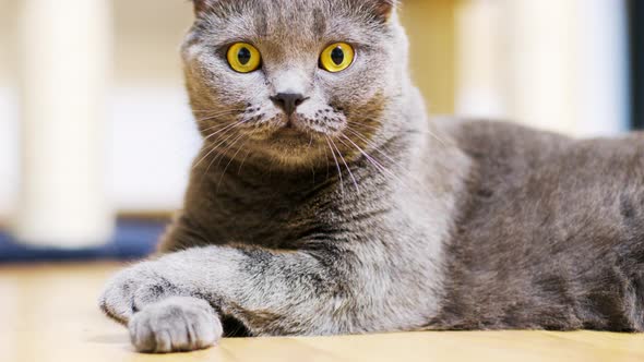 Beautiful Gray Purebred Scottish Fold Cat alt