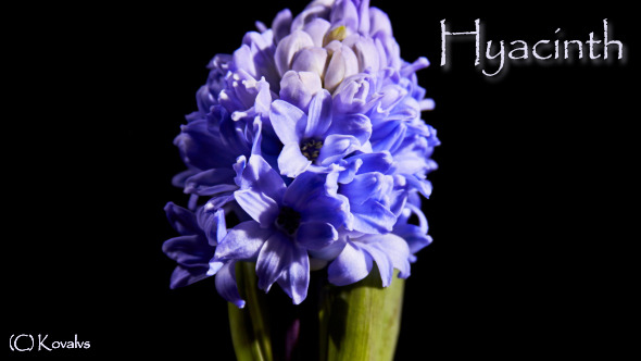 Blue Hyacinth Fower 