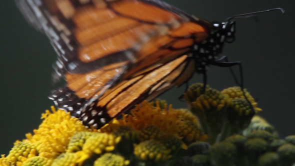 Monarch Butterfly Sanctuary Mexico 51 alt