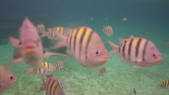 Underwater Snorkeling In Mexico 24 alt
