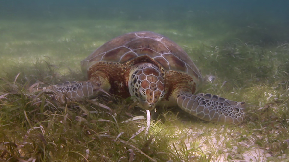 Loggerhead Turtle Filmed Underwater In Mexico 3 alt