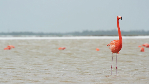 Pink Flamingo Mexico Wildlife Birds 12 alt