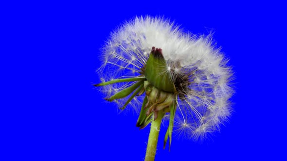 Opening Dandelion Time Lapse With Alpha Channel