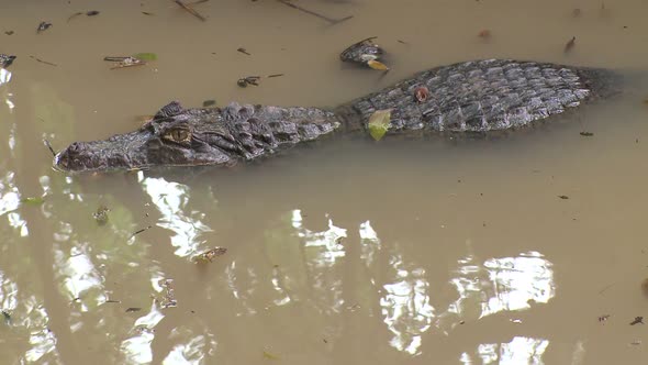 Caiman Quietly Waiting (1 Of 3)