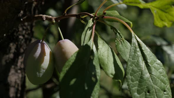 Prunus domestica fruit shallow DOF 4K 2160p 30fps UHD footage - Tree branch full with  plums on the  alt