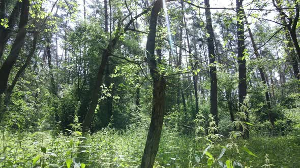 Beautiful Green Forest on a Summer Day Slow Motion alt
