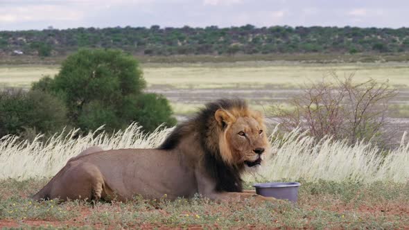 A Black Maned Lion Drinking Water From A Container While Resting At The Savanna In Kgalagadi Transfr alt