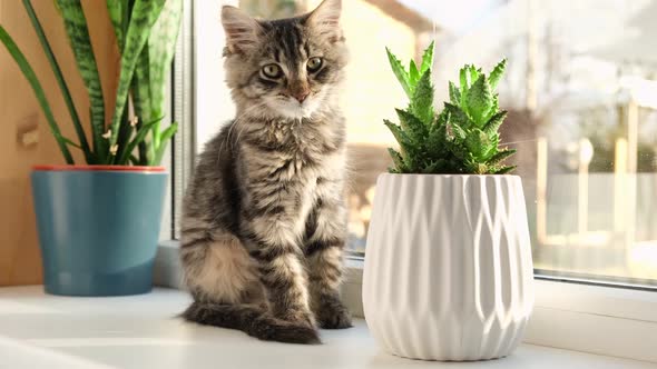 Cat Sitting on a Window Houseplants alt