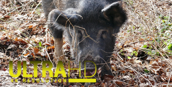 Wild Pig 1 alt