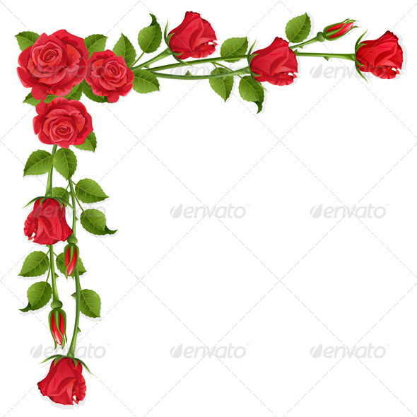 Roses - Flowers & Plants Nature