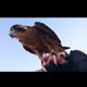Feasting Falcon Bird of Prey - VideoHive Item for Sale