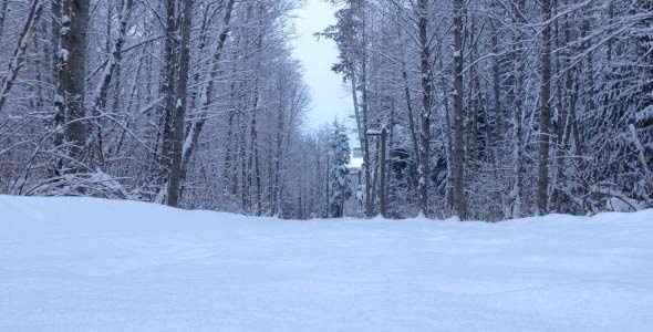 A Person Walking In The Forest In The Winter