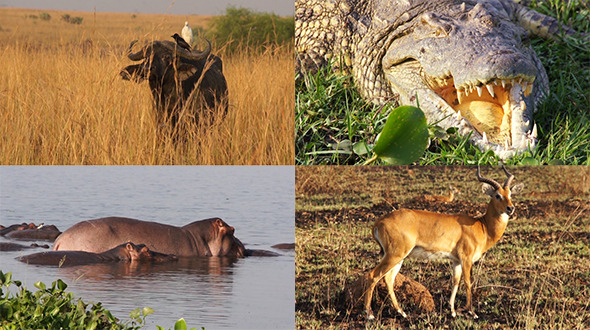 Animals Of Africa. Pack 7 Videos alt