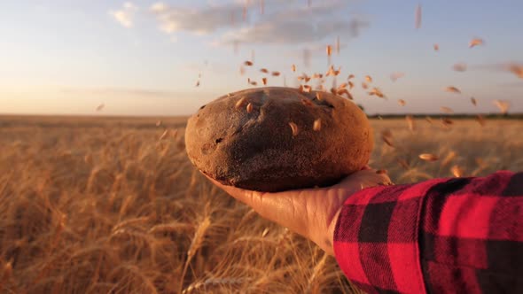 Wheat Grains Fall on Bread in the Hands of Girl, Over a Field of Wheat. Ripe Grain Is Poured on alt