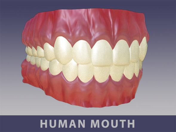Full Mouth Set - 3Docean 10764991