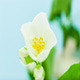 Jasmine Flower Blossoming - VideoHive Item for Sale