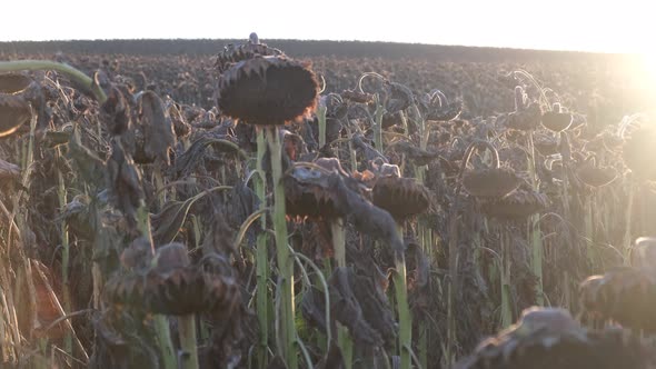 Drought Sunflower Field alt