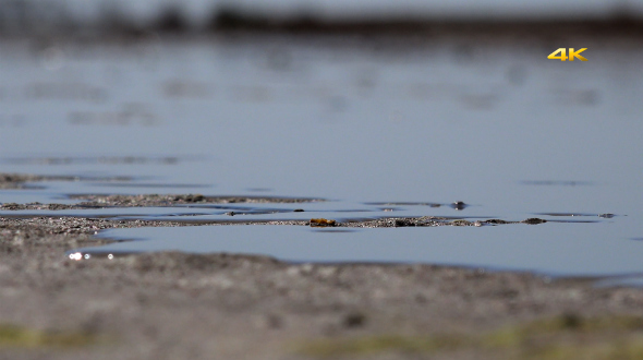 Real Natural Tide alt