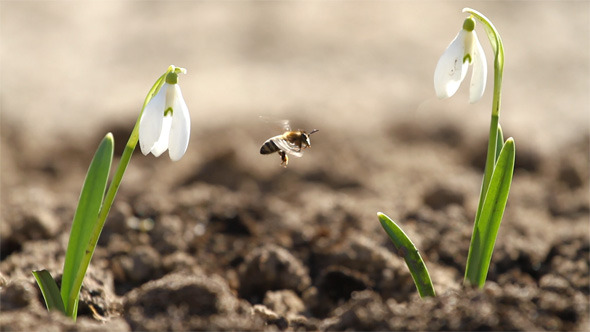 Snowdrop Flowers and Bee
