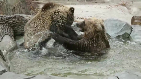 Two Brown Bears Playing In Zoo Enclosure alt
