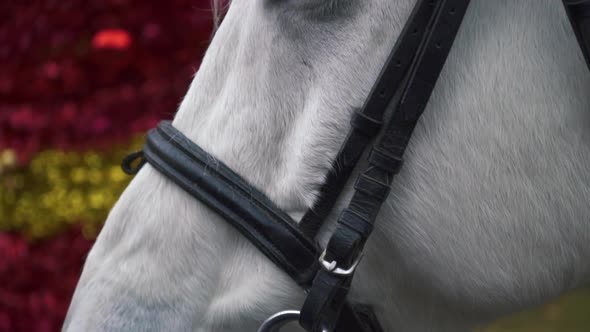 Slow Motion Closeup of the White Horse's Eyes Through the Bars