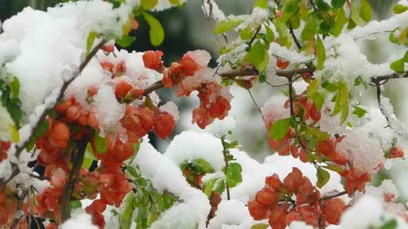 Little Red Flowers Freeze under the Snow