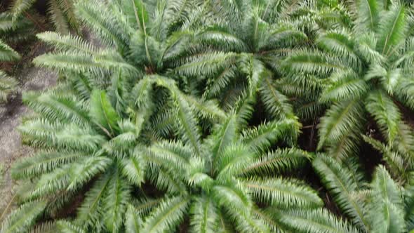 The Beaches at the most southern part of Borneo Island alt