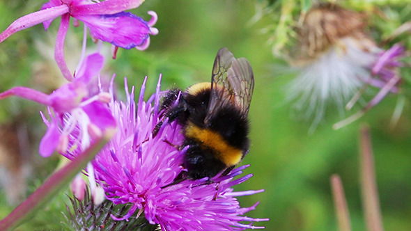 Bumble-Bee On Thistle Flower alt