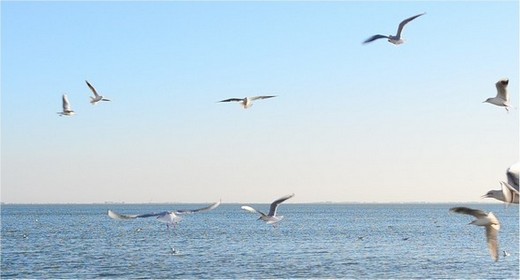 Seagulls
