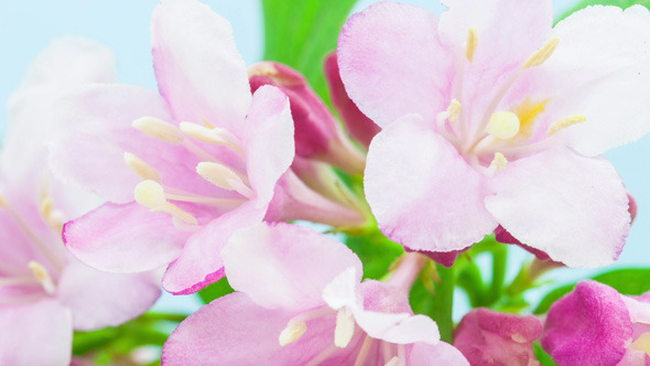 Weigela Florida Flower 2 alt