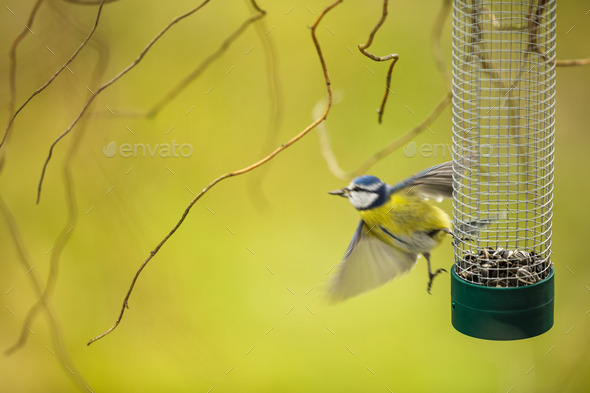 Tiny Blue tit flying away from a feeder in a garden - Stock Photo - Images