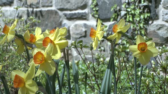Flowers Along A Stone Wall (2 Of 3)