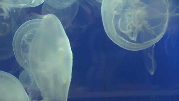 Graceful Jellyfish (1 Of 8)