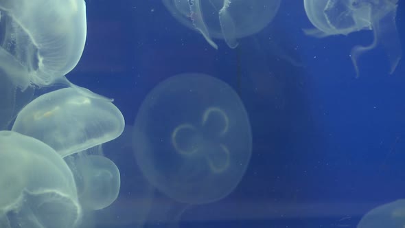 Graceful Jellyfish (8 Of 8)