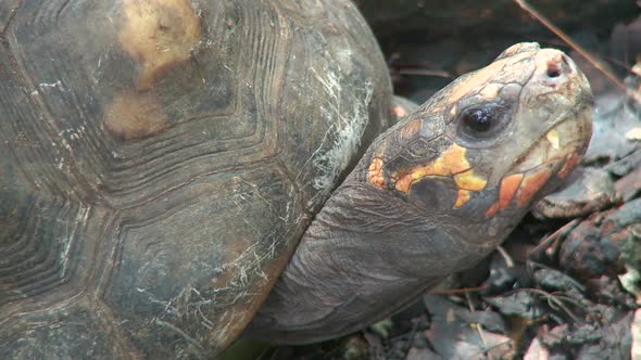 Red-Footed Tortoise (1 Of 2)