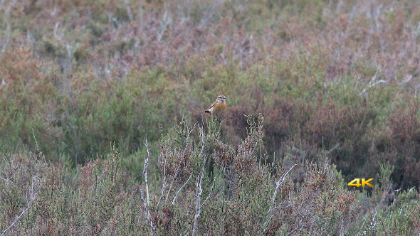 European Stonechat alt